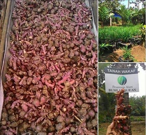 Jual Jahe Bubuk Jual Jahe