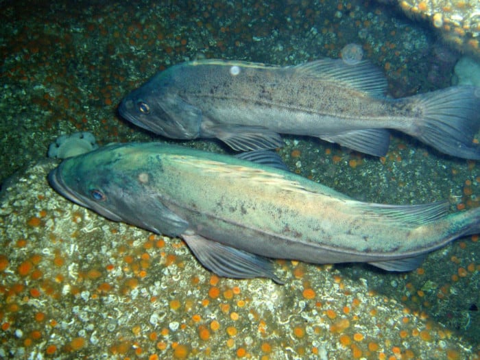 Ikan Terlangka Boccaccio Rockfish