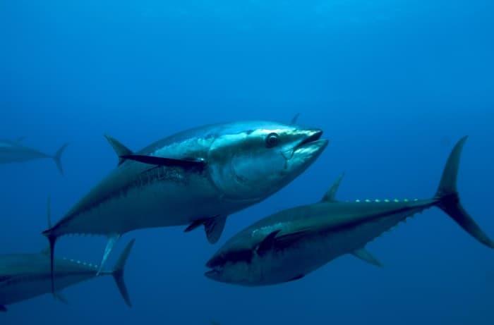 Ikan Terlangka Tuna Sirip Biru