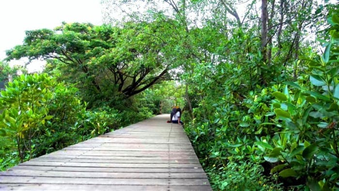 Fungsi Ekologis Hutan Mangrove