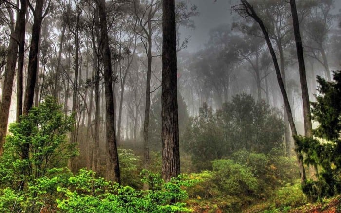 Ekosistem Hutan Hujan Tropis