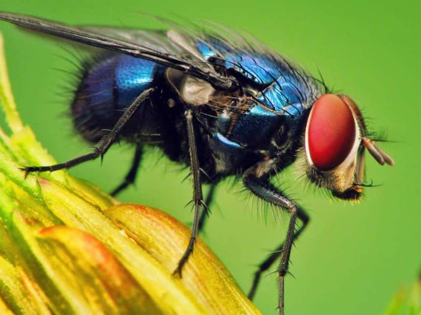 Cara Menghilangkan Lalat Pada Kandang Sapi