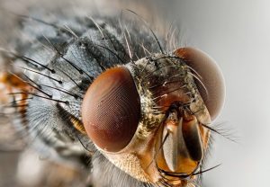  Cara  mengusir lalat menggunakan  semprotan serangga 