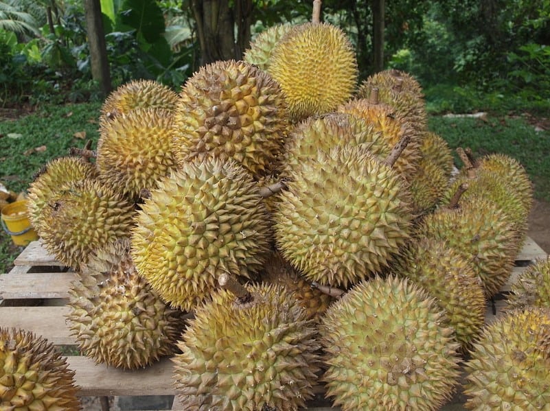Gambar Kulit Durian Mengusir Tikus