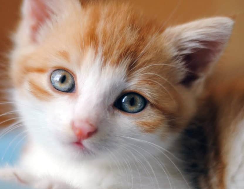 Foto Anak Kucing Lucu Dan Imut Banget