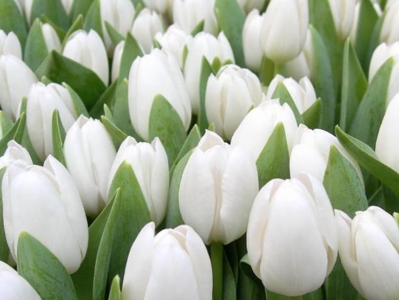 Unduh 760 Background Putih Tulip Terbaik