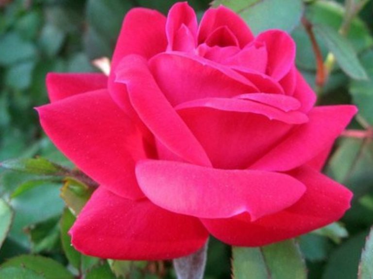 Mawar warna Merah Muda  Sahabatnesia