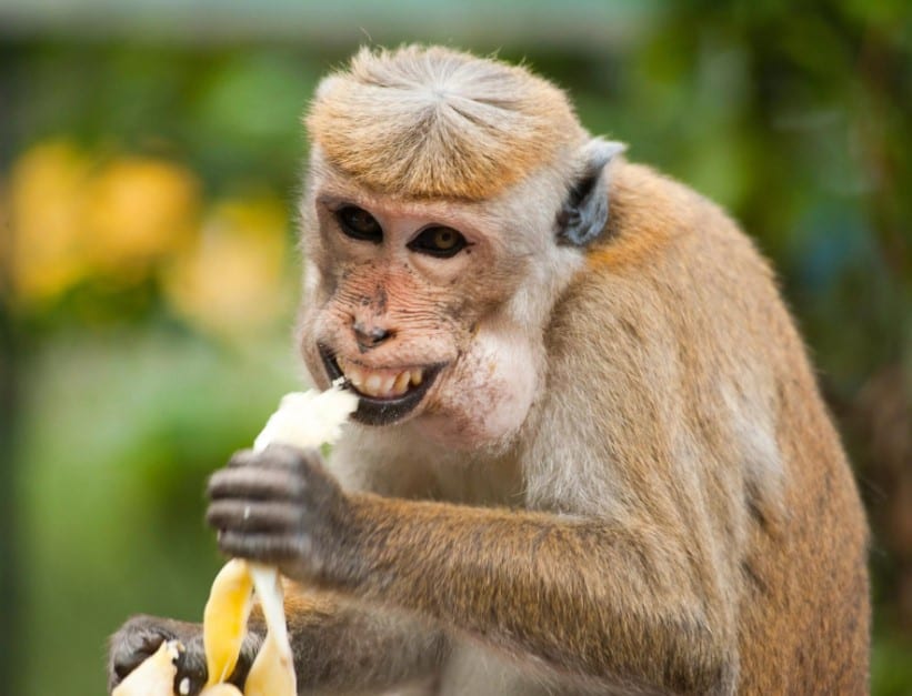 Wow 30 Gambar Lucu Tentang Makan Koleksi Gambar Lucu