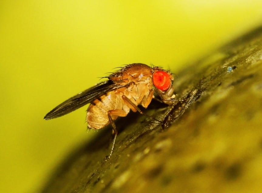 Cara Menghilangkan Lalat Dirumah Secara Alami  Berbagai Rumah
