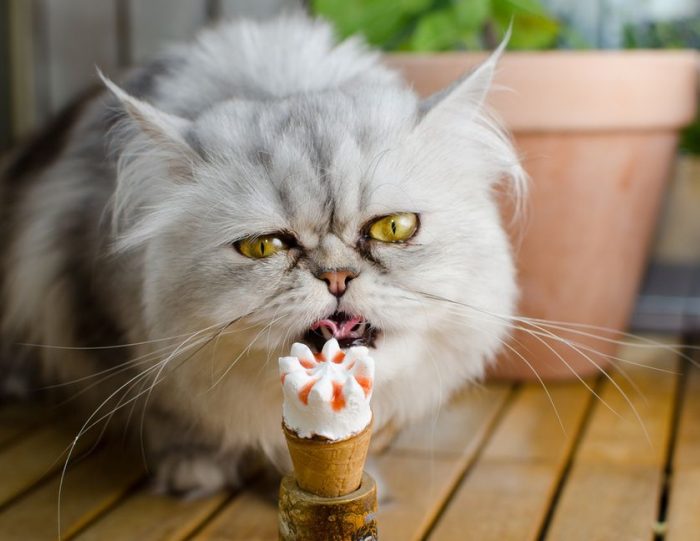 Kucing tidak bisa merasakan manis