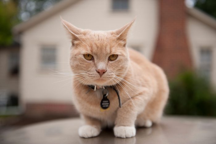 Nama kucing jantan dan artinya