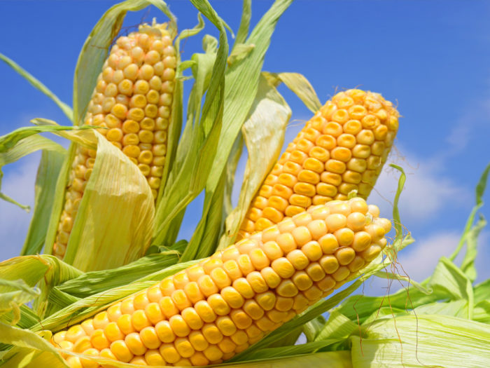 gambar jagung contoh tumbuhan monokotil