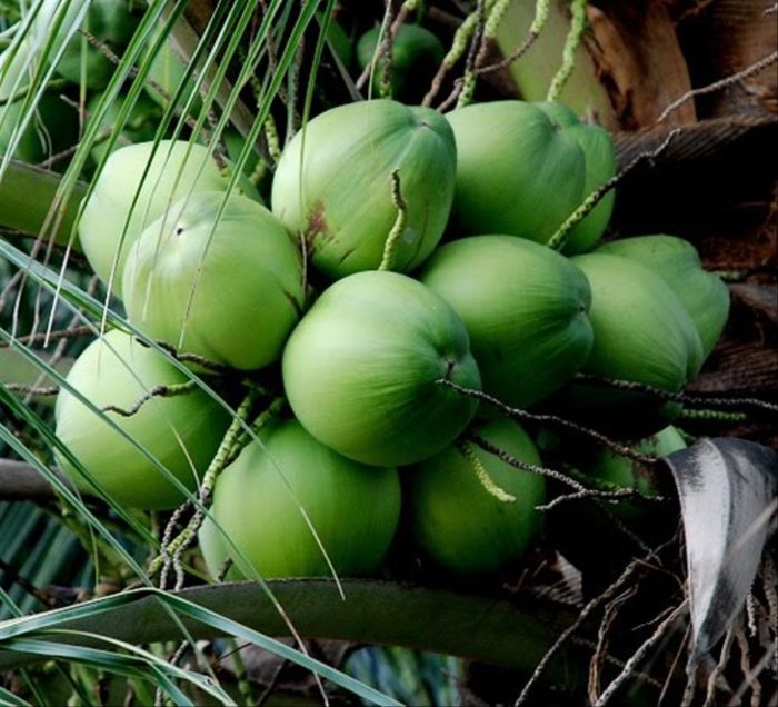 gambar kelapa contoh tumbuhan monokotil