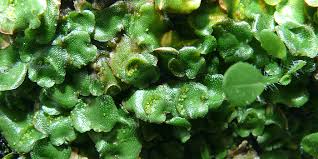 Ciri-ciri tumbuhan lumut yang tergolong dalam kelompok hepaticopsida adalah