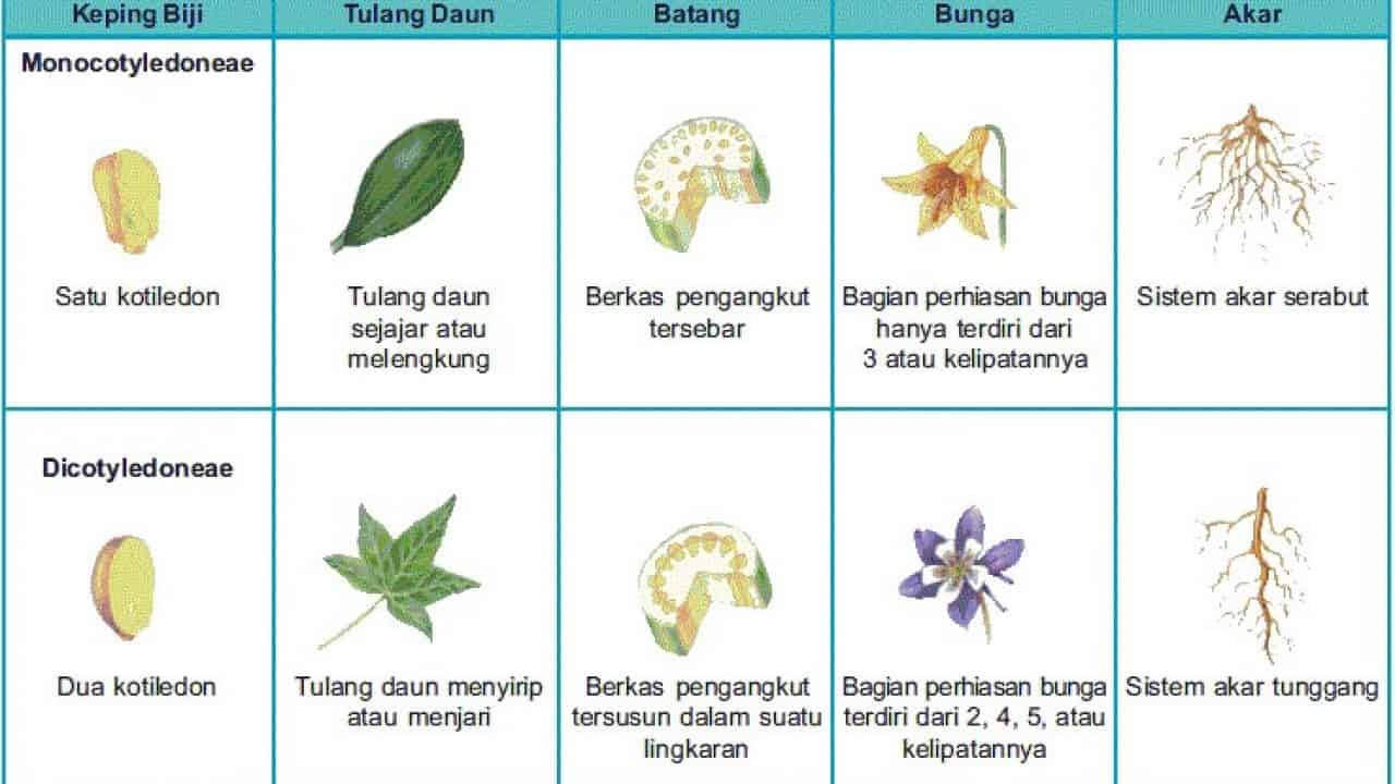 gambar perbedaan tumbuhan monokotil dan dikotil