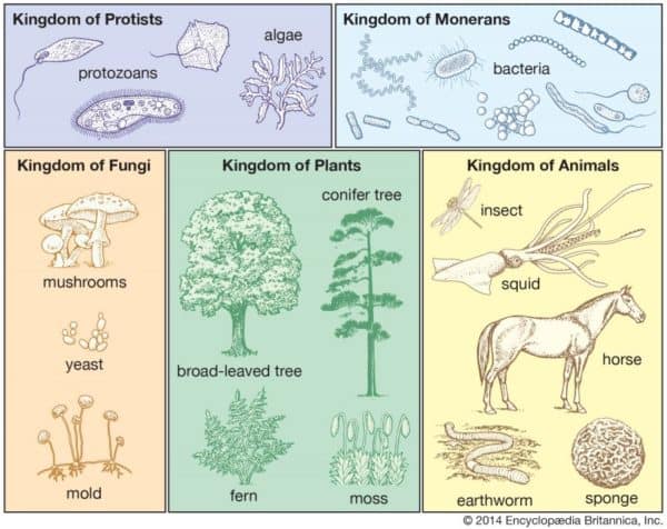 gambar klasifikasi makhluk hidup
