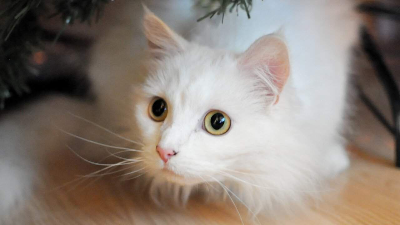 gambar kucing anggora