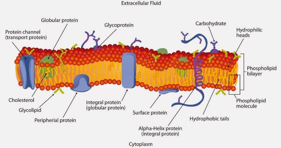 gambar membran sel