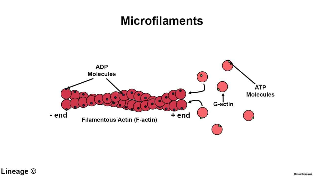 gambar mikrofilamen