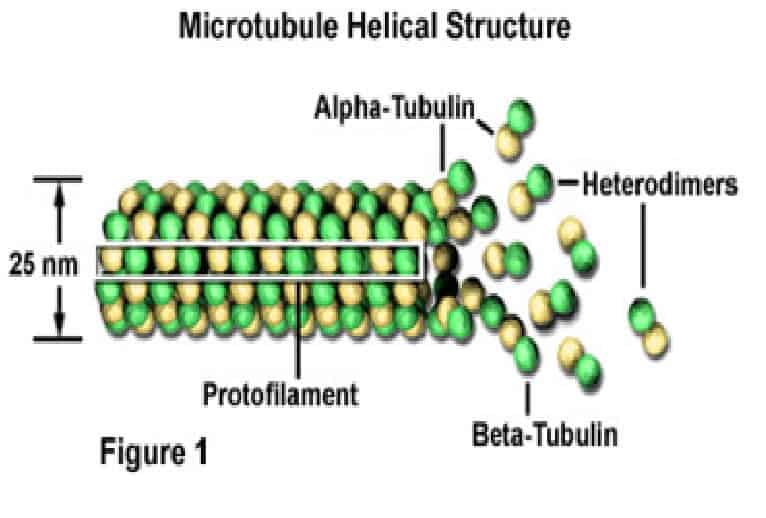 gambar mikrotubulus