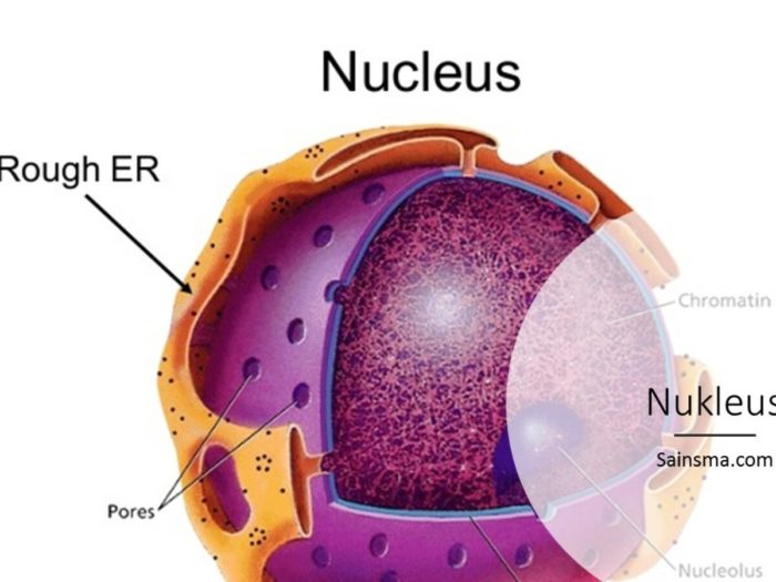Sel Hewan: Bagian, Struktur, Fungsi, dan Gambarnya - Sahabatnesia