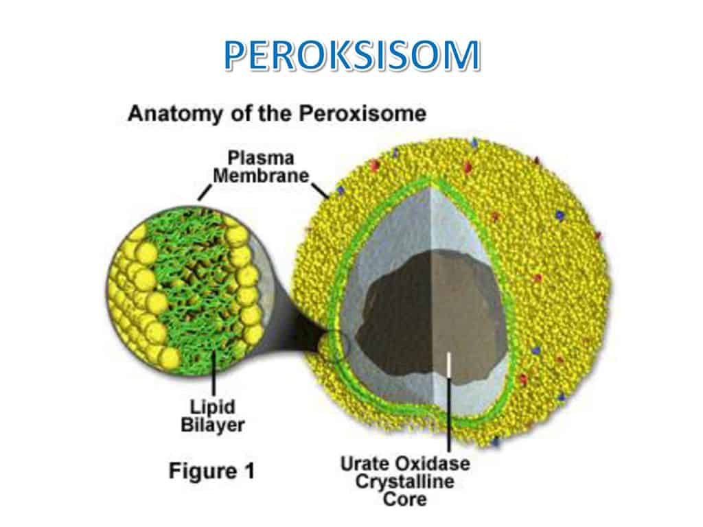 gambar peroksisom