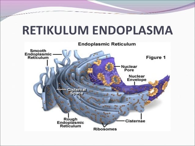 gambar retikulum endoplasma