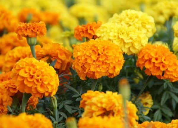 Gambar Bunga Marigold