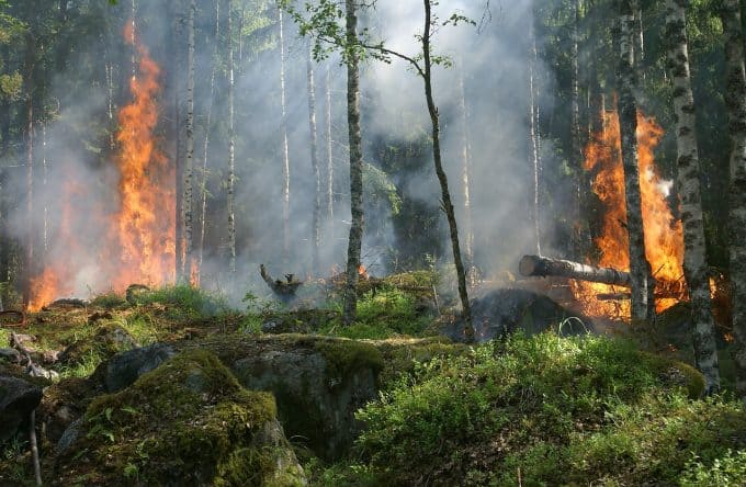 Contoh Teks Eksplanasi Kebakaran Hutan