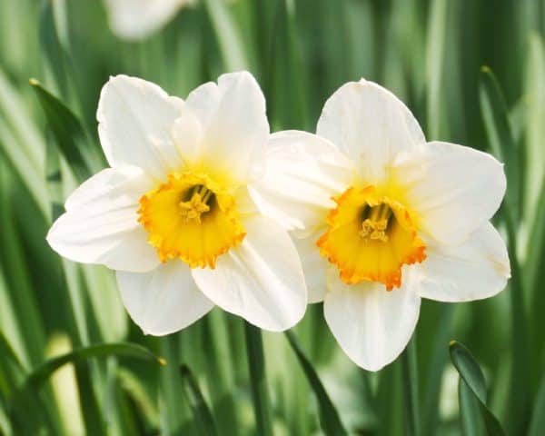Gambar Bunga Daffodil