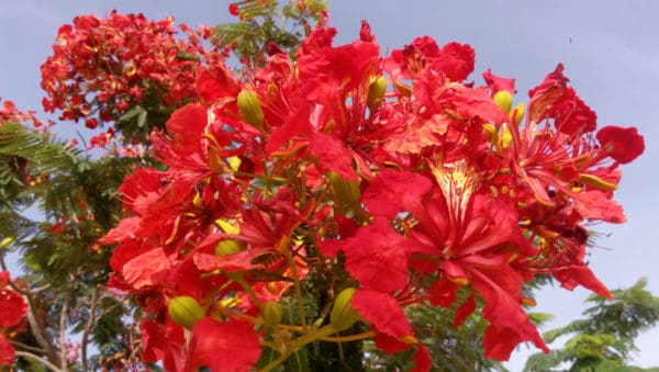 Gambar Bunga Flamboyan