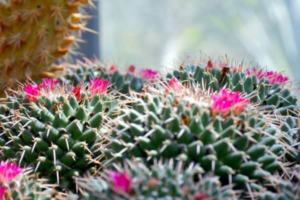 Gambar Bunga Kaktus