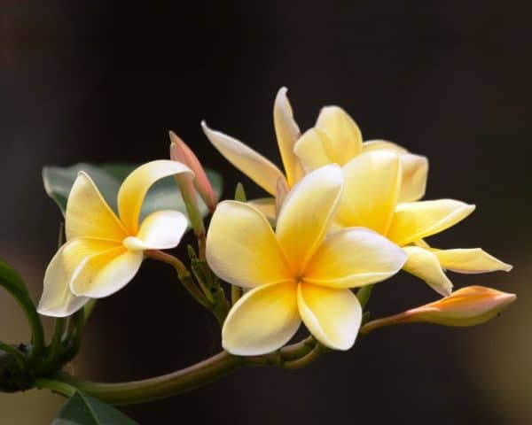 Gambar Bunga Kamboja
