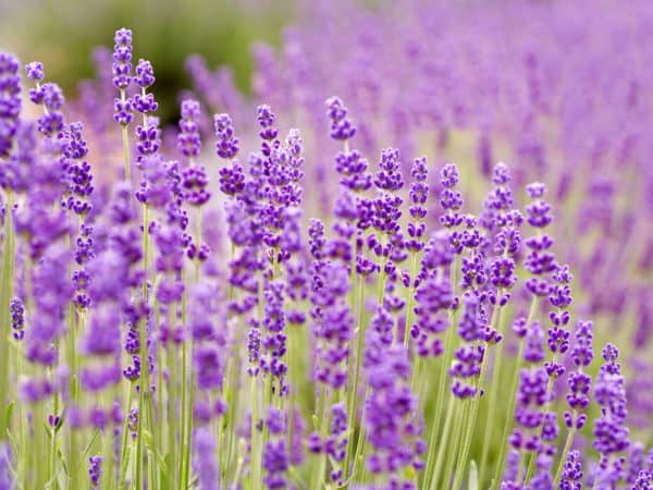 Gambar Bunga Lavender