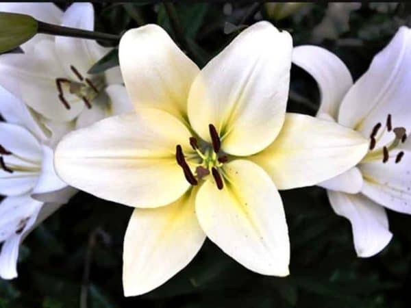 Gambar Bunga Lily