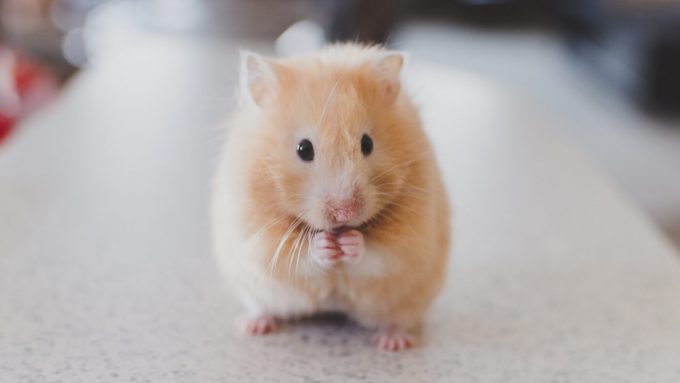 gambar hamster lucu