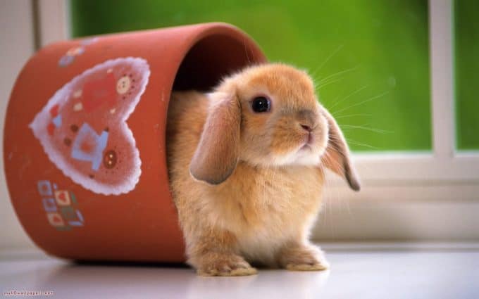 gambar kelinci lucu