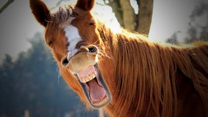 gambar kuda lucu