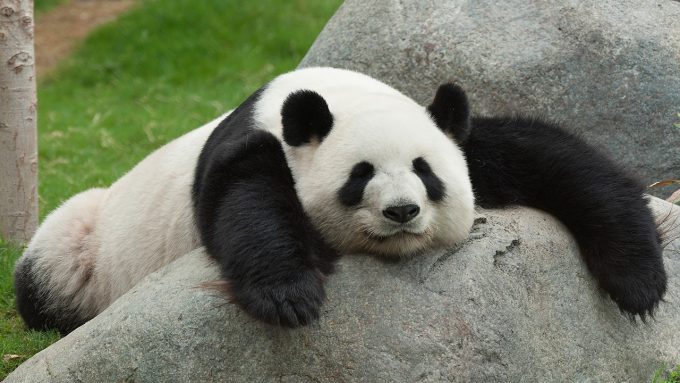 gambar panda lucu