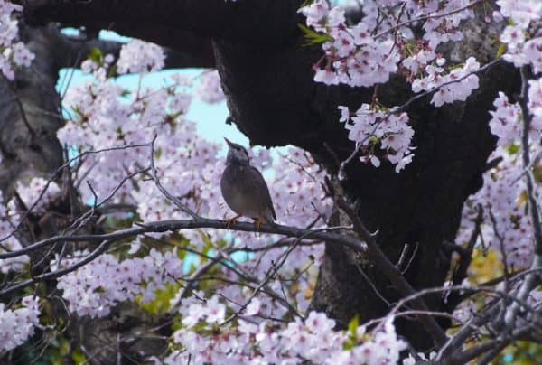gambar pohon ceri dan burung
