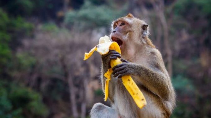 monyet makan pisang lucu