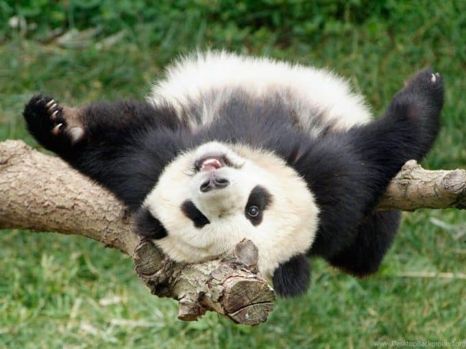 panda lucu