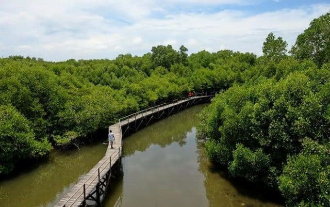 Hutan Mangrove Bedul Jawa Timur