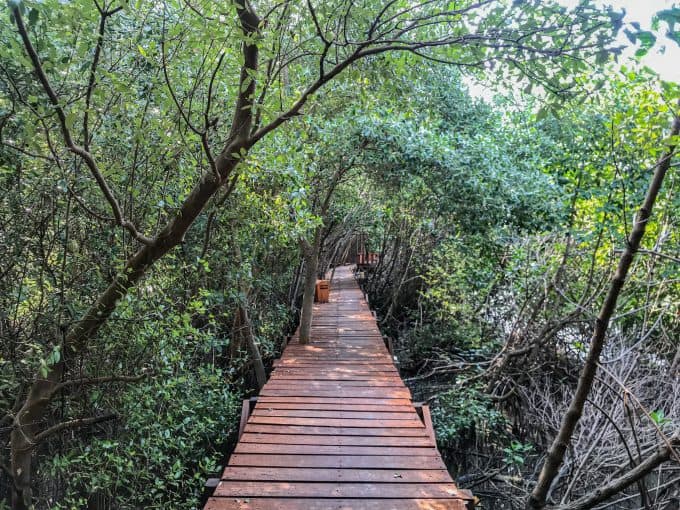 Hutan Mangrove Ujungpangkah Gresik